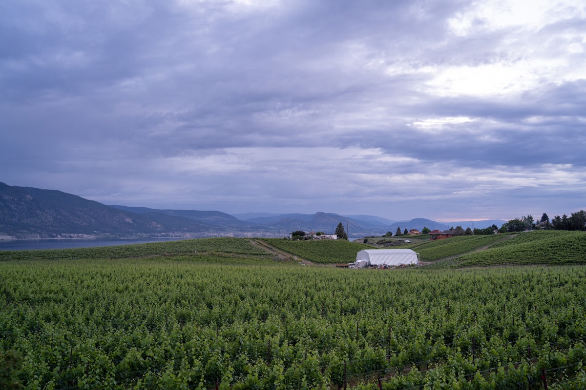 Okanagan Valley vineyard panorama near Vernon