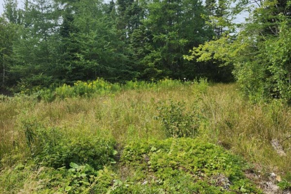 - Alder Road, Dutch Brook, NS B1M1B2 Photo 4