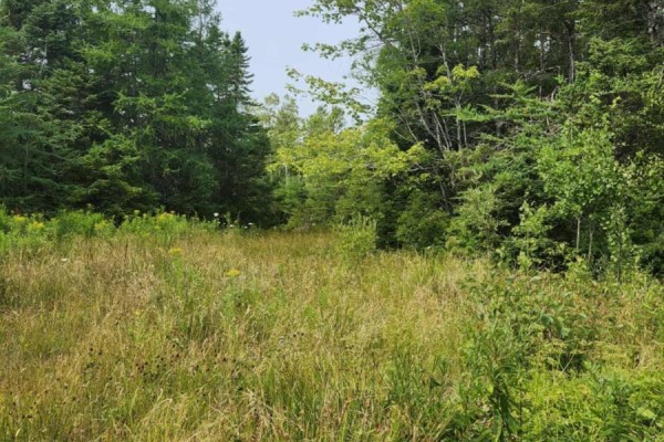 - Alder Road, Dutch Brook, NS B1M1B2 Photo 5