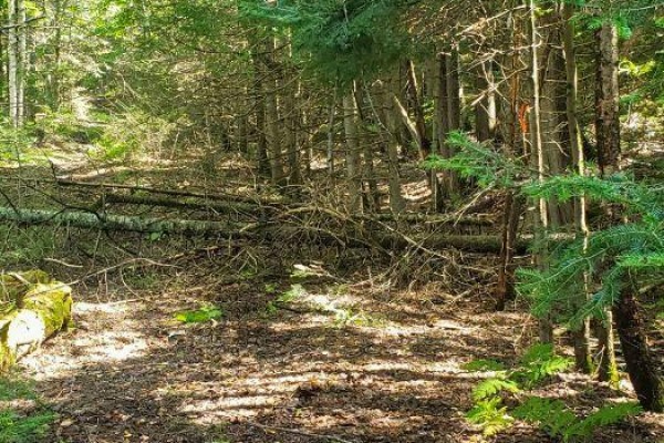 - Boundary Road, Parry Sound Remote Area, ON P0A1X0 Photo 5