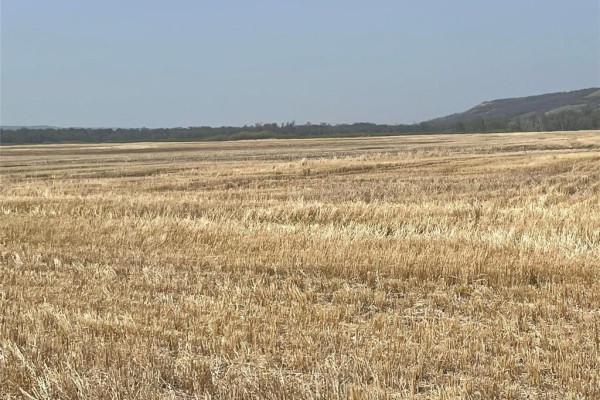 A vast, harvested field of stubble curves towards a distant treeline and rolling hills under a clear blue sky. - , Miniota