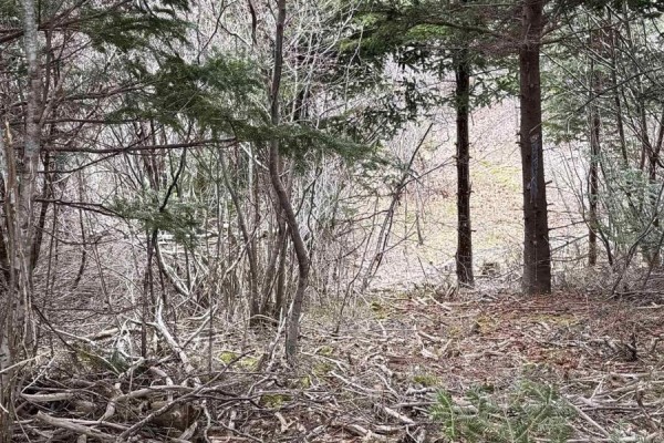 0 16 Highway, Peas Brook, NS B0H1N0 Photo 3