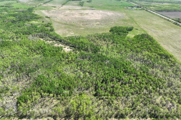 Overhead shot of a treed area with light green leaves contrasting with dry ground. - 0 3w Road, Inwood