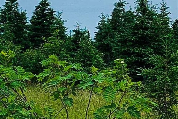 0 Alma Heights, Spaniards Bay, NL A0A3X0 Photo 4