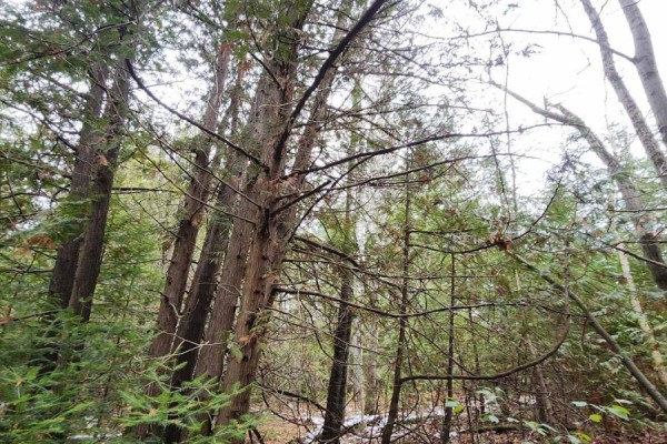Pt. Lt. 11 Con 3, Scott, As In D537975, Township Of Uxbridge, Uxbridge, ON L0E1T0 Photo 2