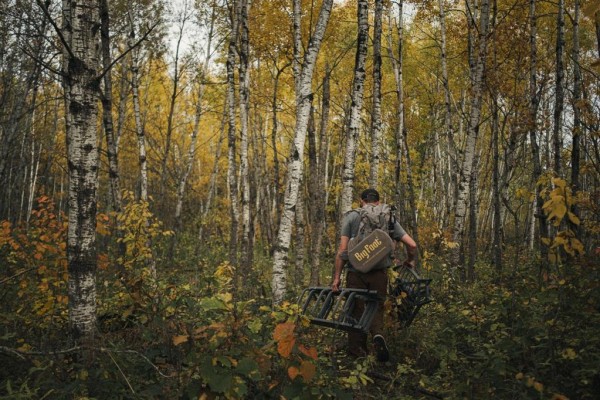 Man walking through a birch forest with yellow and orange autumn leaves, carrying a ladder. - 0 Bell Road, St Andrews