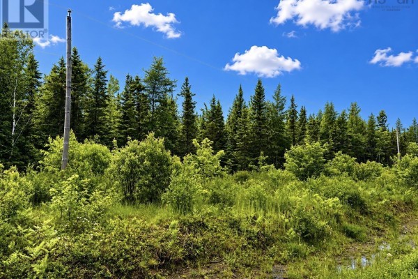 Dense green foliage and tall evergreen trees line the edge of a wooded property. - 0 Big Farm Road, Baddeck Area
