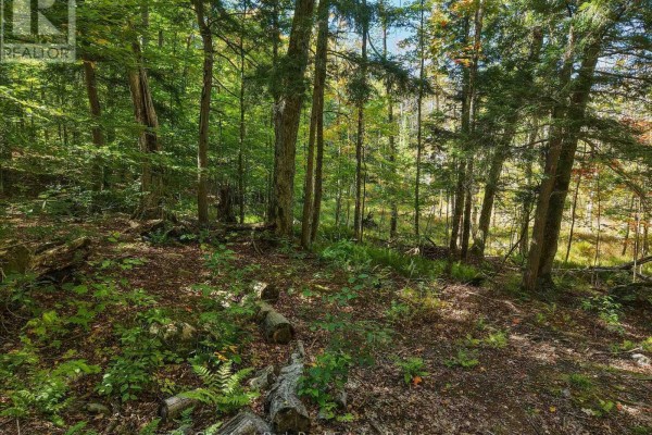 0 Estonian Camp Road, Huntsville, ON P0B1L0 Photo 5