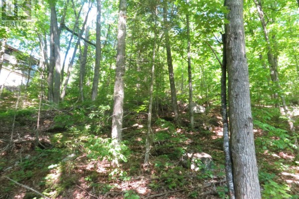 0 Fire Route 330 Route, Trent Lakes, ON K0M1R0 Photo 2