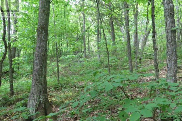 0 Fire Route 330 Route, Trent Lakes, ON K0M1R0 Photo 4