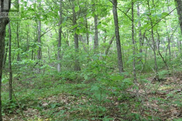 0 Fire Route 330 Route, Trent Lakes, ON K0M1R0 Photo 5