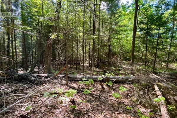 0 Foymount Road, Bonnechere Valley, ON K0J1T0 Photo 4