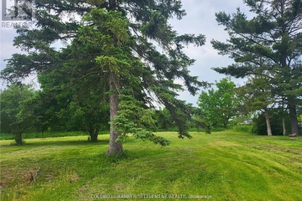 Another angle of the grassy area with pine trees, showcasing the natural surroundings. - 0 Franklin Street N, Smiths Falls