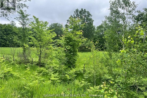 Thick vegetation with ferns and young trees, showcasing a natural landscape. - 0 Grant Settlement Road, Whitewater Region
