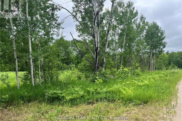 Tree line along a gravel road with tall grass and a mix of deciduous trees. - 0 Grant Settlement Road, Whitewater Region