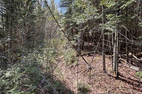 Path through dense forest with pine saplings and fallen trees on the ground. - 0 Highway 118, Faraday
