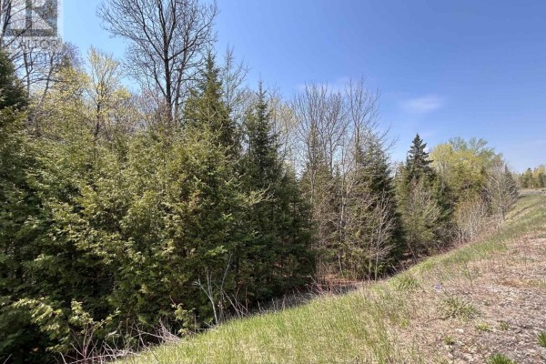 View of evergreen trees and deciduous trees along a grassy roadside. - 0 Highway 118, Faraday