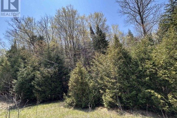 Dense evergreen trees and foliage along a grassy slope under a blue sky. - 0 Highway 118, Faraday