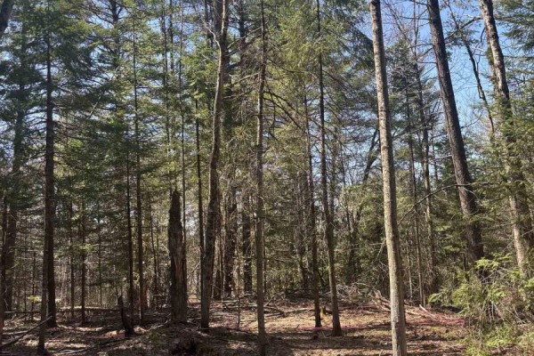 View of a forest with tall trees, dead wood, and sparse green undergrowth. - 0 Kirkpatrick Lane, Bracebridge