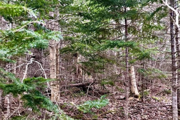 0 Main Rd., Hureauville, NS B0E1J0 Photo 3