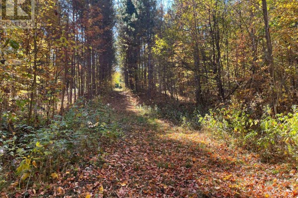 Narrow trail through a forest with fallen leaves and greenery - 0 Minnie Road, Bonnechere Valley