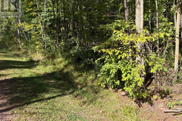 0 Pine Road, Magnetawan, ON P0A1A0 Photo 3