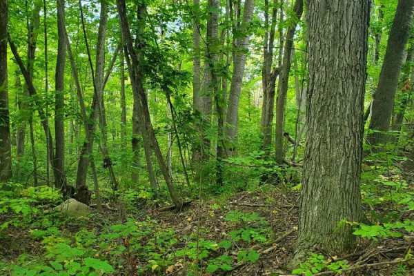 Lots and Land for sale at 0 Pt Lt 4 Con 8 Percy Pt 234, Trent Hills, ON - MLS® O9bNtB