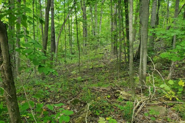 0 Pt Lt 4 Con 8 Percy Pt 234, Trent Hills, ON, photo 2