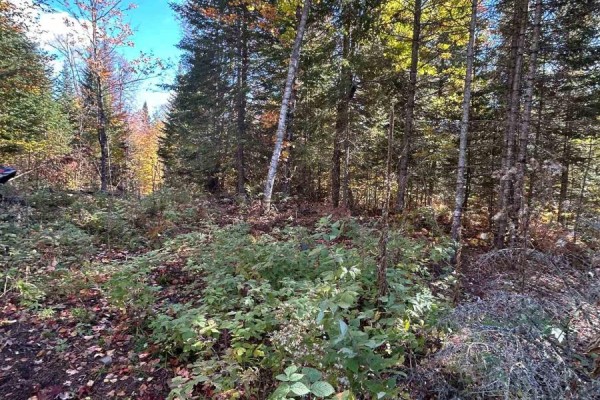 0 Rosien Road, Bonnechere Valley, ON K0J1T0 Photo 3