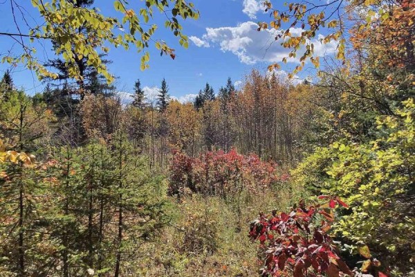 0 Wilson Road, Temiskaming Shores, ON P0J1P0 Photo 2