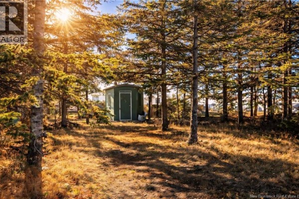 A small green shed sits amongst pine trees on a grassy lot. - 0.2 Acres Rue Stella, Pointe Brulee