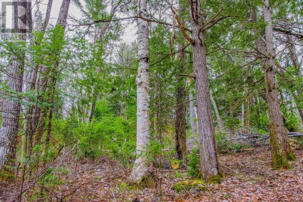 00 Lower Craigmont Road, Madawaska Valley, ON K0J1L0 Photo 5