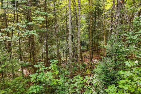 00 Paint Lake Road, Lake Of Bays, ON P0B1A0 Photo 4
