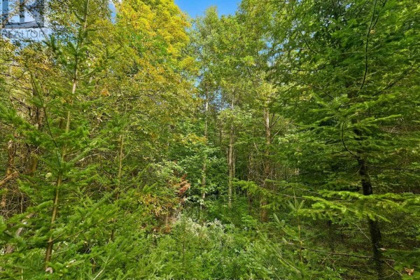 00 Paint Lake Road, Lake Of Bays, ON P0B1A0 Photo 5