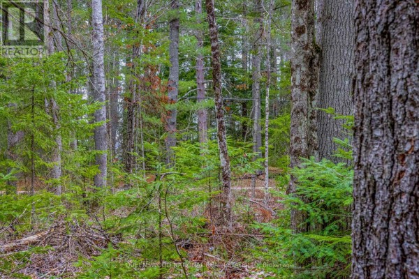 000 Lower Craigmont Road, Madawaska Valley, ON K0J1L0 Photo 4