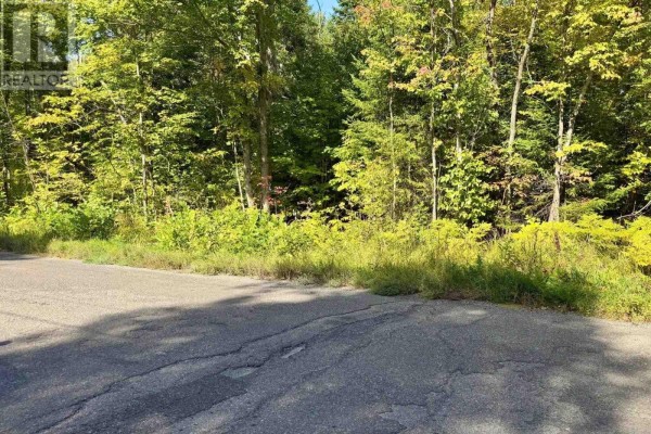 Roadside view of a wooded area with tall trees and thick underbrush in green and yellow hues. - 000 Pumpkin Point Rd E, Laird