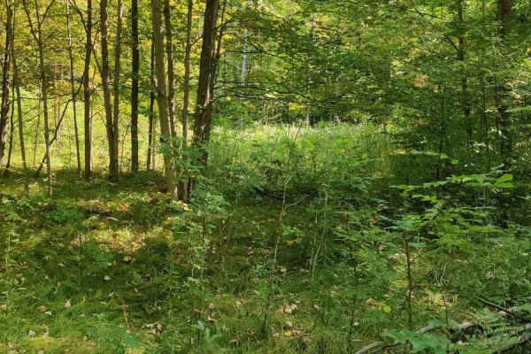 0east1 Road Allowance Road, Havelock Belmont Methuen, ON, photo 2