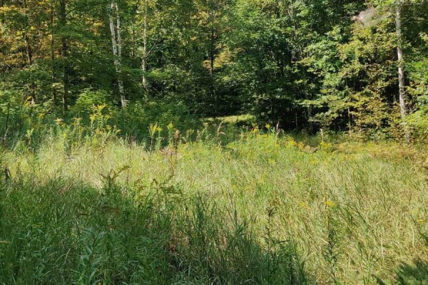 0east1 Road Allowance Road, Havelock Belmont Methuen, ON, photo 3