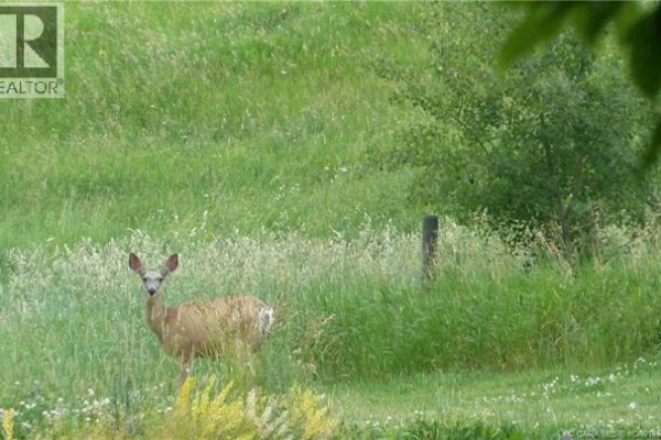 A deer stands in tall green grass near a wooden fence post, looking towards the camera. - 1, 420069 Range Road 284, Rural Ponoka County