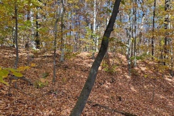 1 Ch. Des Lièvres, Montebello, QC, photo 3
