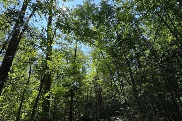 1 Lot 1 Concession 2 Part 4 Boundary Concession, Alfred And Plantagenet, ON K0B1L0 Photo 5