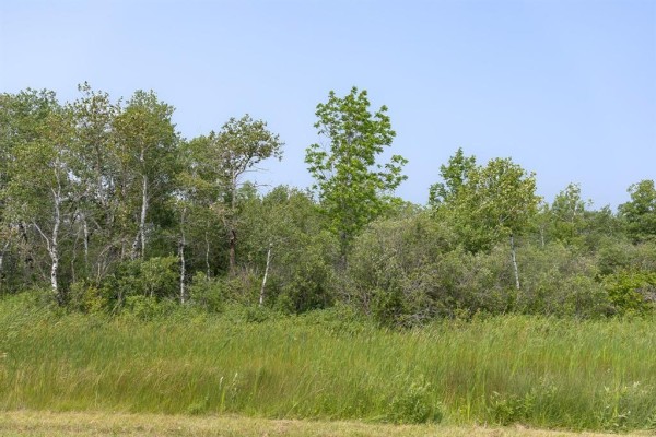 View of a wooded area with birch and other trees, a grassy foreground, and blue sky. - 1 River 59n Road, Anola