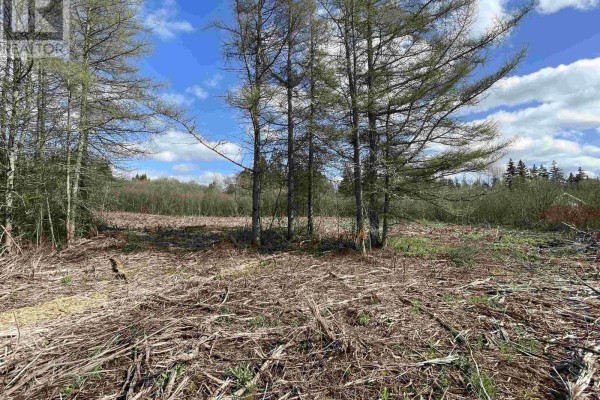 Cleared land with tree stumps and fallen branches, with pine trees in the background. - 10-1 13 Riverbend Drive, Brookdale