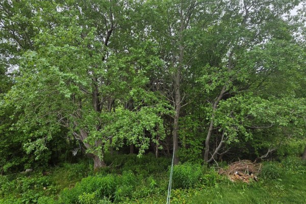Dense green foliage and trees forming a natural backdrop behind the apartment building. - 10 Atlantic Street, Marystown