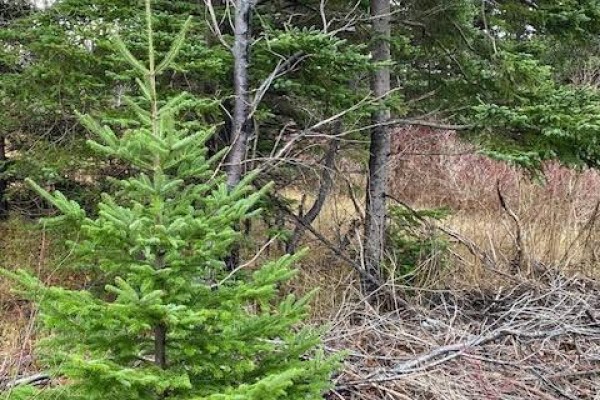 Young evergreen tree in the foreground with mature trees and brush in the background. - 104-108 Highway East, Victoria
