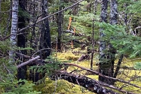 Moss-covered ground and fallen branches in a forest with orange markers in the distance. - 104-108 Highway East, Victoria