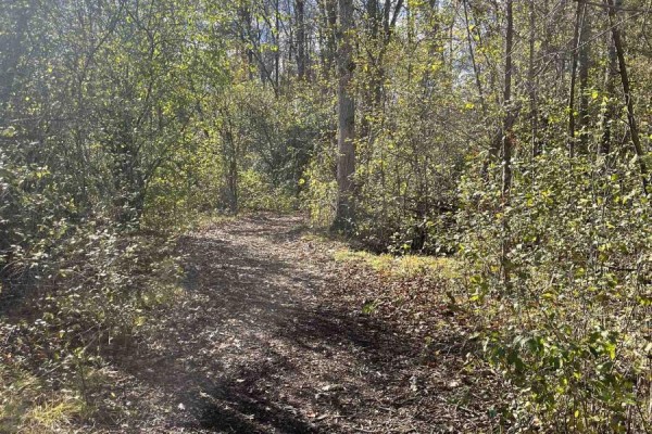 Wooded trail with dense foliage and sunlight filtering through the trees. - 104 Cherrywood Parkway, Greater Napanee