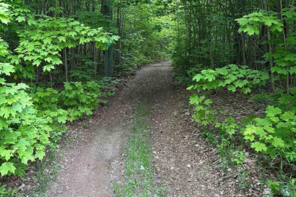 1043 Lawrence Pit Road, Muskoka Lakes, ON P0B1M0 Photo 4