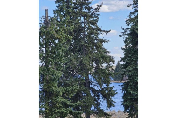 View of water through trees, partially obscured - 106 2 St, Rural Wetaskiwin County