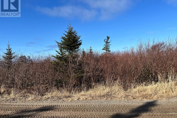 Clearing with tall evergreen trees and dense brown brush against a bright blue sky. - 106 Memorial Drive, Lumsden